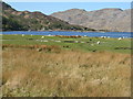 Coastal pasture at Inverailort