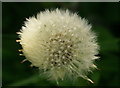 Dandelion clock