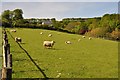 West Somerset : Grassy Field & Sheep