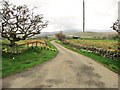 The road to Nether Cleugh