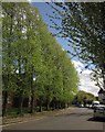 Trees on Garden Road, Bromley