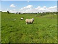 Sheep, Granagh