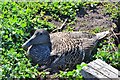 NU2135 : Nesting eider duck, Inner Farne by Jim Barton