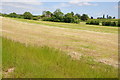 Harvested grassland