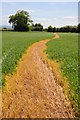 Footpath through a crop