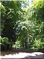 Footpath in Abbeyford Woods