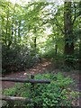 Footpath in Abbeyford Woods