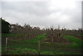 Orchard, Lower Goldstone