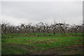 Orchard near Lower Goldstone