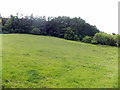 Field at the edge of Llangoed Wood near Llyswen