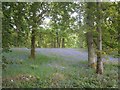 Bluebell Woods Next To Blairgowrie