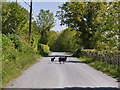 Sheep on the road