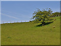 Field and tree above the Nant Bargod valley