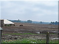 Pig farm near Kennett