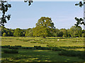 Tree and field