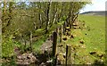 Paths in Garrawy Glen