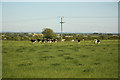 Cattle near Lodge Farm