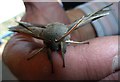 Poplar Hawkmoth (Laothoe populi) - head-on