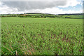 Crops, south-east of Pictstonhill