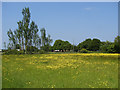 Buttercup field