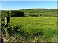 Field with buttercups, Teebane East