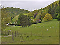 Grazing near Llwyn Madoc