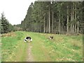 NX6087 : Border Collies on the Dundeugh Trail by Ann Cook