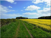 NZ3274 : Footpath  through fields from Holywell to Seaton Sluice by Bill Henderson
