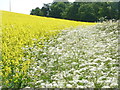 Sixpenny Handley: yellow and white on Garston Down