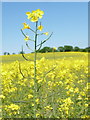 Sixpenny Handley: a rapeseed stalk stands out