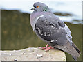 J3575 : Feral pigeon, Belfast (2013-7) by Albert Bridge