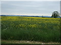 Oilseed rape crop