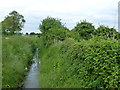 Ditch at the end of  Wood Fen Road, Littleport