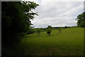 View up the side of Etherley Copse