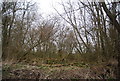 TL4110 : Woodland by the Stort Navigation by N Chadwick