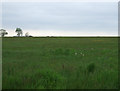TF0795 : Farmland off Moor Road by JThomas