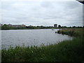 View of houses on Wyatt Drive and towerblocks in Fulham from the London Wetland Centre #3