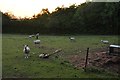 Mid Devon : Sheep Grazing