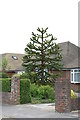 Monkey Puzzle Tree, Bexhill