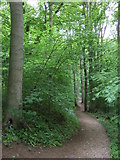 TA2169 : Footpath, Dyke Wood by JThomas