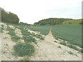 Footpath through winter wheat