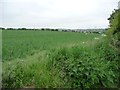 SK6055 : Cereal field on the south side of Baulker Lane [1] by Christine Johnstone