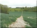 Footpath through winter wheat