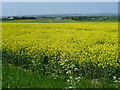 A field of oilseed rape