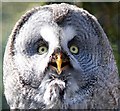 Great Grey Owl at Chester Zoo