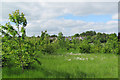 Millennium Wood, Duckmore Lane, Tring