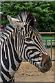 Zebra at Paradise Wildlife Park, Hertfordshire