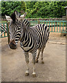 Zebra at Paradise Wildlife Park, Hertfordshire