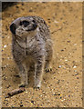 TL3306 : Meerkat at Paradise Wildlife Park, Hertfordshire by Christine Matthews