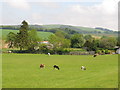 Pasture and disused railway embankment, Oxton